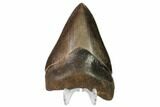 Brown, Serrated, Fossil Megalodon Tooth - Georgia #149374-2